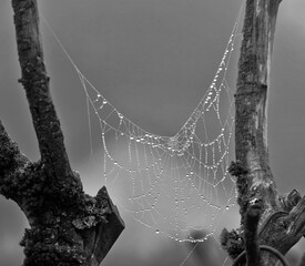 Collier de perles sur toile d'araignée