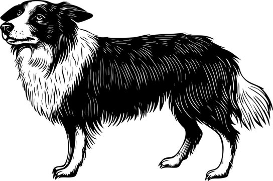 recommend clip art: A detailed black and white illustration of a border collie, showcasing its distinct features and playful demeanor.