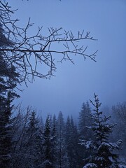 Foggy winter