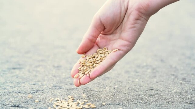 Close-up of a farmer's hand sowing seeds fell by the way side representing the parable of the sower from the Bible. Increase in food prices, shortages of supplies. Global crisis. The hunger problem