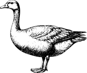 A detailed black and white illustration of a goose, showcasing its features and natural form. © vadymstock