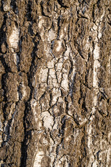Tree bark (Birch) creating a natural and unique texture.