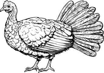 A detailed black and white illustration of a turkey showcasing its feathers and posture, ideal for wildlife and farming themes.