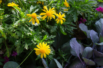 Thai agricultural produce to be exhibited at the fair