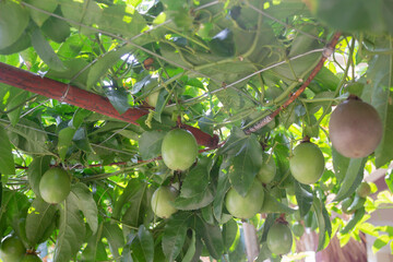 Thai agricultural produce to be exhibited at the fair