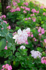 Thai agricultural produce to be exhibited at the fair