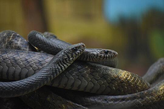 Ptyas mucosa, commonly known as the Oriental rat snake, dhaman or Indian rat snake, is a common non-venomous species of colubrid snake found in parts of South and Southeast Asia. Dhamans are large sna