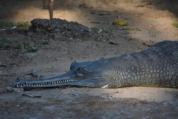 The gharial, also known as gavial or fish-eating crocodile, is a crocodilian in the family Gavialidae and among the longest of all living crocodilians. Mature females are 2.6 to 4.5 m long, and males 
