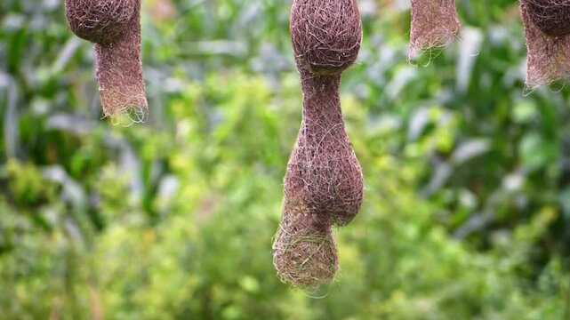 Baya weaver bird with nests, baya weaver bird building nest.