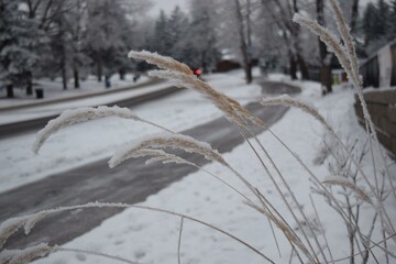 Frosted Grass Blades Beside a Snowy Road in Calgary