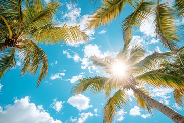 The sunlight filters brightly through the palm tree leaves.