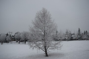 A peaceful winter scene in Calgary, Alberta, featuring a solitary snow-covered tree standing amidst an open field. The frosty atmosphere captures the serene beauty of nature during a Canadian winter.