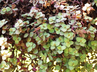 The Inch plant or Turtle vine has small, oval leaves that are all green with purple-red undersides. Creeping Inch Plant is a perennial succulent. Callisia repens is a small and cute ornamental plant.
