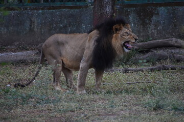 Wild Lion, Indore Zoo, MP India