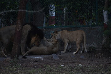 Wild Lion, Indore Zoo, MP India