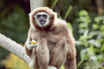 lar gibbon white-handed gibbon, an endangered primate in the gibbon family