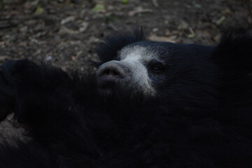 The sloth bear, also known as the Indian bear, is a myrmecophagous bear species native to the...