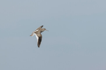 Common Sandpiper Tringa or Actitis hypoleucos wading