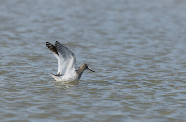 Common Sandpiper Tringa or Actitis hypoleucos wading