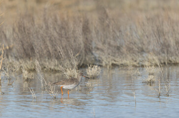 Common Sandpiper Tringa or Actitis hypoleucos wading