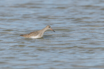 Common Sandpiper Tringa or Actitis hypoleucos wading