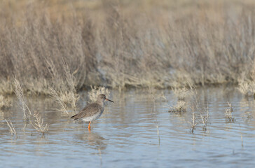 Common Sandpiper Tringa or Actitis hypoleucos wading