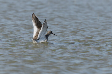 Common Sandpiper Tringa or Actitis hypoleucos wading