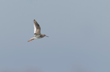 Common Sandpiper Tringa or Actitis hypoleucos wading