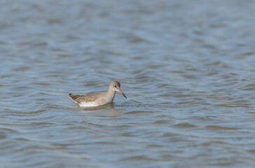 Common Sandpiper Tringa or Actitis hypoleucos wading