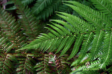 Detail of the green leaf of the golden tree fern (Dicksonia fibrosa)