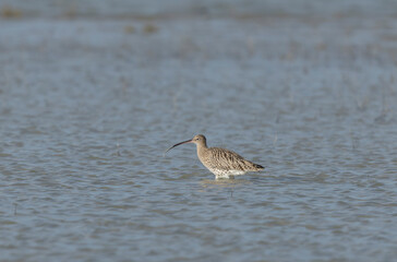 Common Sandpiper Tringa or Actitis hypoleucos wading
