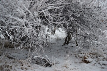 A narrow path winds through a frosty forest in Calgary, Alberta, blanketed in snow. The scene showcases the raw beauty and quietness of nature in winter.