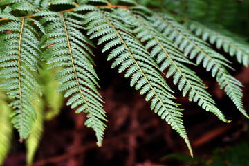 Detail of the green leaf of the golden tree fern (Dicksonia fibrosa)
