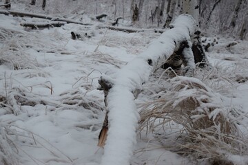 Snow-Laden Fallen Tree in a Calgary Winter Scene