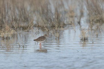 Common Sandpiper Tringa or Actitis hypoleucos wading