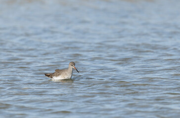 Common Sandpiper Tringa or Actitis hypoleucos wading