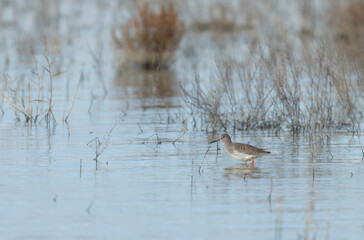 Common Sandpiper Tringa or Actitis hypoleucos wading