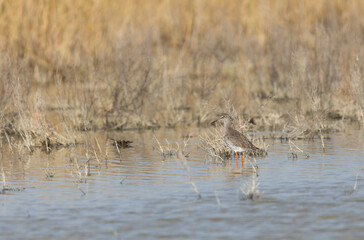 Common Sandpiper Tringa or Actitis hypoleucos wading