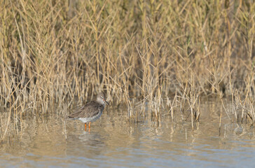 Common Sandpiper Tringa or Actitis hypoleucos wading
