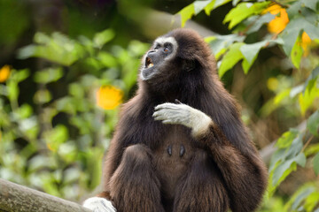 lar gibbon white-handed gibbon, an endangered primate in the gibbon family