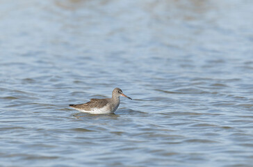 Common Sandpiper Tringa or Actitis hypoleucos wading
