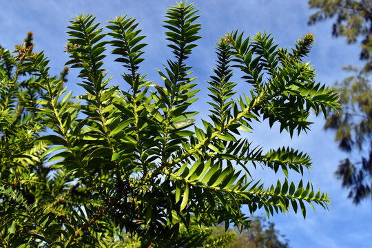 Detail of the green leaves of the bunya pine (Araucaria bidwillii)