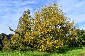 Fototapeta premium Specimen of the jolcham oak (Quercus serrata) with autumn foliage