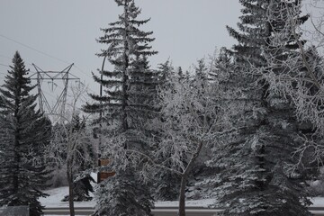 Snow-Covered Evergreen Trees in Calgary's Winter