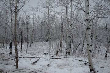 Bare Birch Trees in Calgary's Snowy Forest