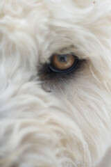 Close up of an intense dog eye staring at the camera. Aggressive look, close up yellow eye.
