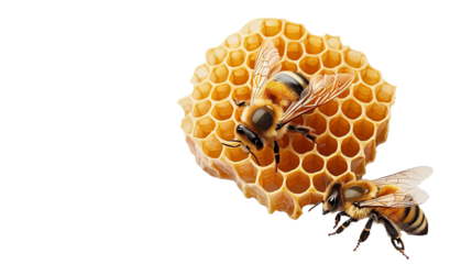 Two bees are perched on a honeycomb, showcasing their intricate wings and body patterns.