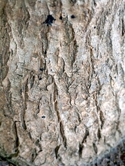Natural Texture Pattern of Tree Bark