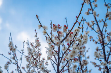 日本の兵庫県にある綾部山梅林の梅の花