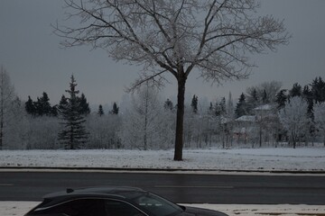 Snow-covered tree stands quietly in an urban setting in Calgary, Alberta. This tranquil image bridges the natural beauty of winter and the calm of city life.